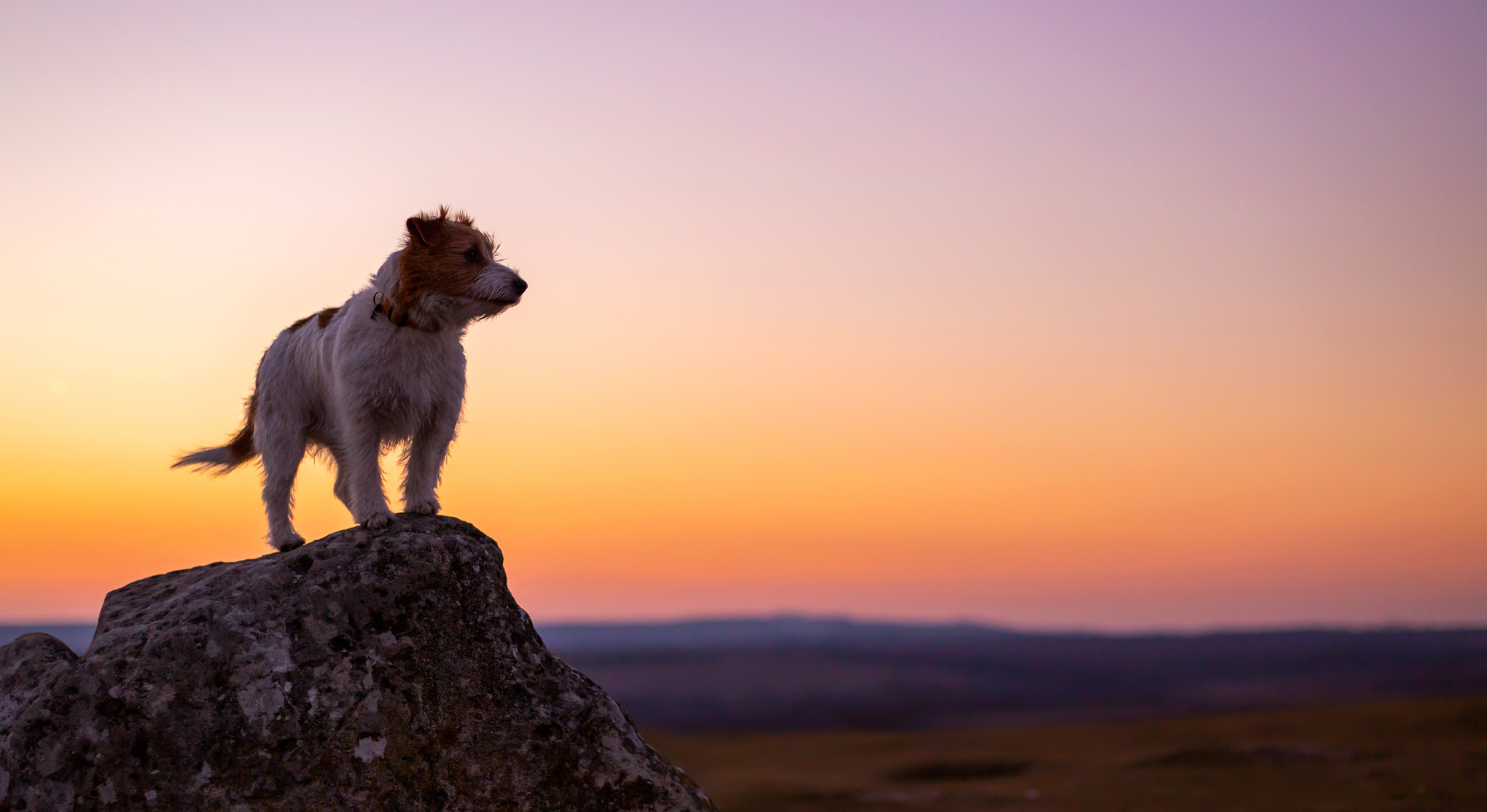 Pet dog silhouette in sunset